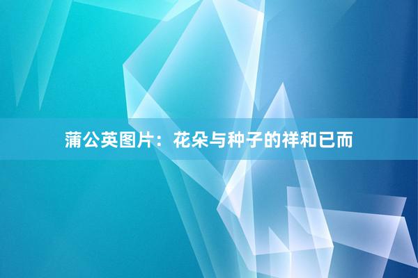 蒲公英图片：花朵与种子的祥和已而
